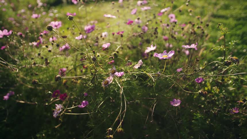 Sunlit purple and pink cosmos flowers grow wild in tall green grass