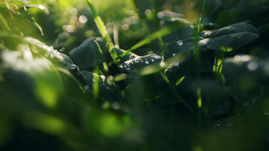 Small green leaves of lowgrowing plants with a few drops of water on their surface
