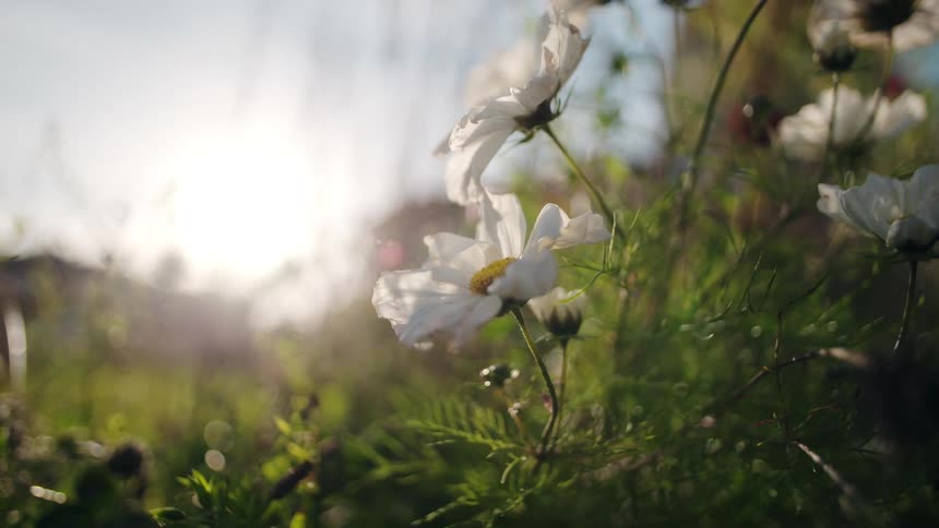 The video is a beautiful lowangle shot of white flowers likely cosmos in a garden swaying gentlythe scene is heavily backlit by bright sunlight creating a lovely lens flare and hazy effect highlighting the delicate petals and green foliage