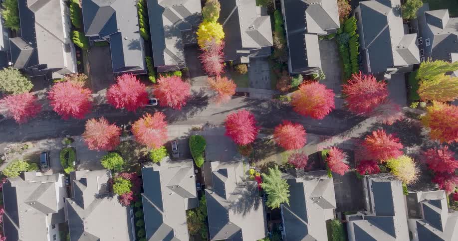 Top down traverse over a quiet suburban street lined with trees in brilliant autumn color