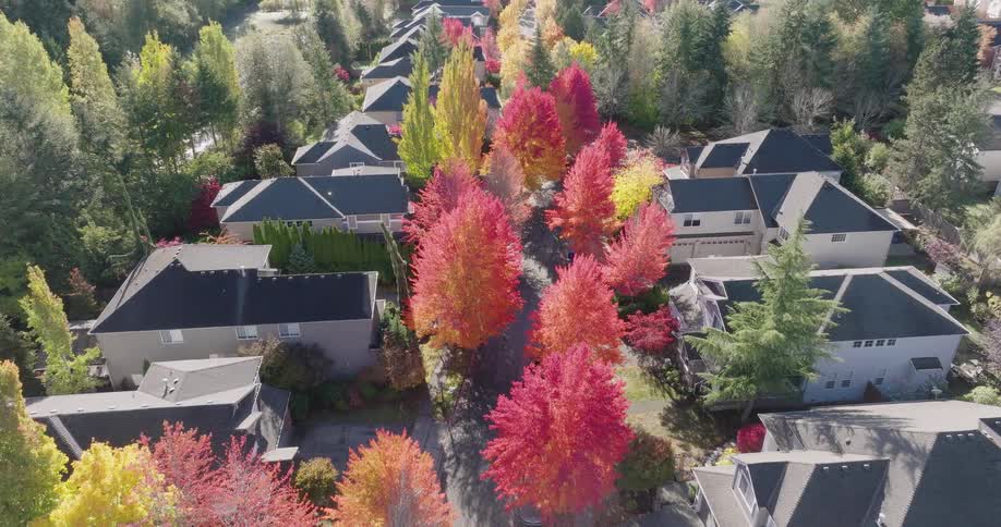 Forward push above a suburban neighborhood with homes surrounded by vibrant autumn trees