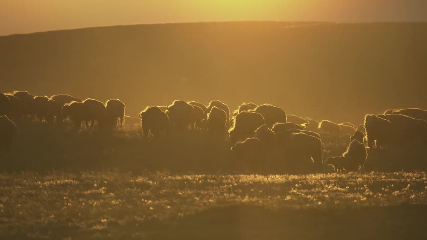 Herd of herbivores cluster near a hill as the sun shines from a red sky