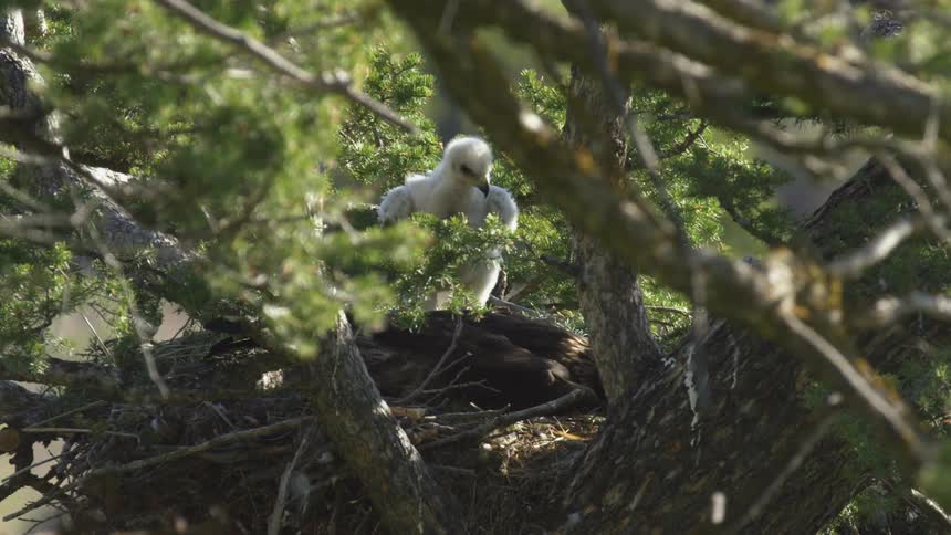 A baby eagle rests inside its nest atop a tree in the jungle at midday