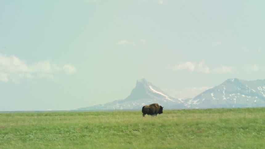 Lone bison walking across the field with snowy mountains in the background