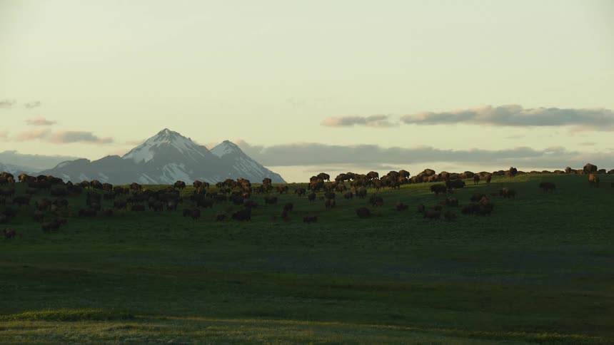 Large herd of herbivores moves over a grassy hill near a snow dappled mountain on a cloudy day