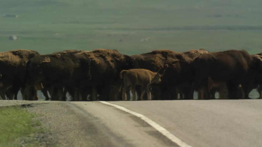 Herd of bison crosses the road with a calf leading