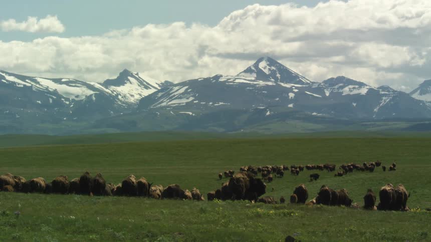 A large herd of bison walks across a vast green field with towering snowcapped mountains in the background under a partly cloudy sky