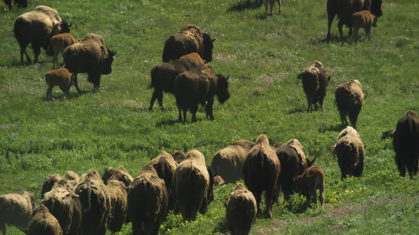 Herd walks across a field on a summer day
