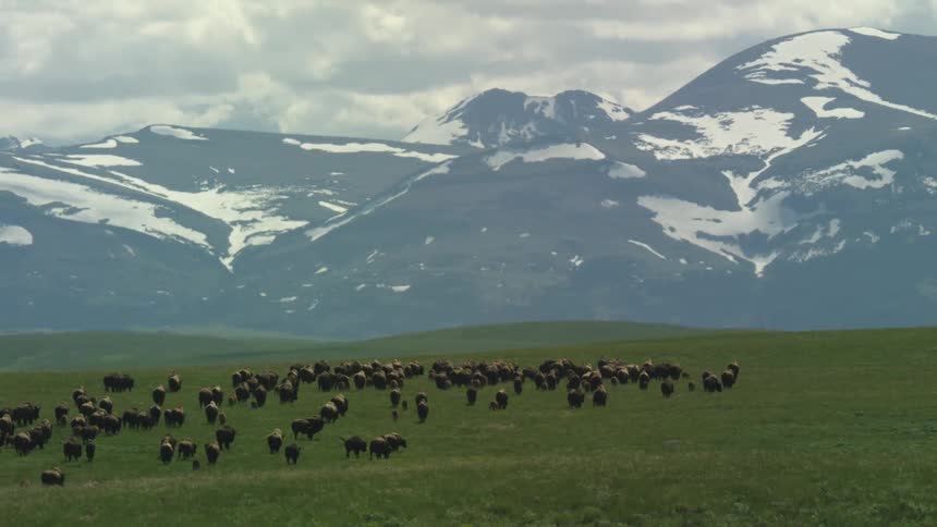 Large herd of bison grazing in open grassland beneath snowcapped mountains