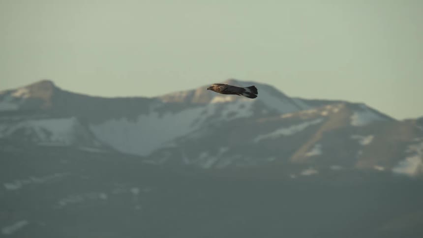 Bird flying over a green field with mountains in the background