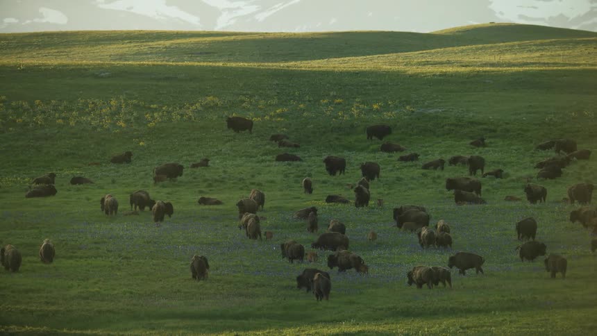 Group of bison scattered across a green field with hills in the background
