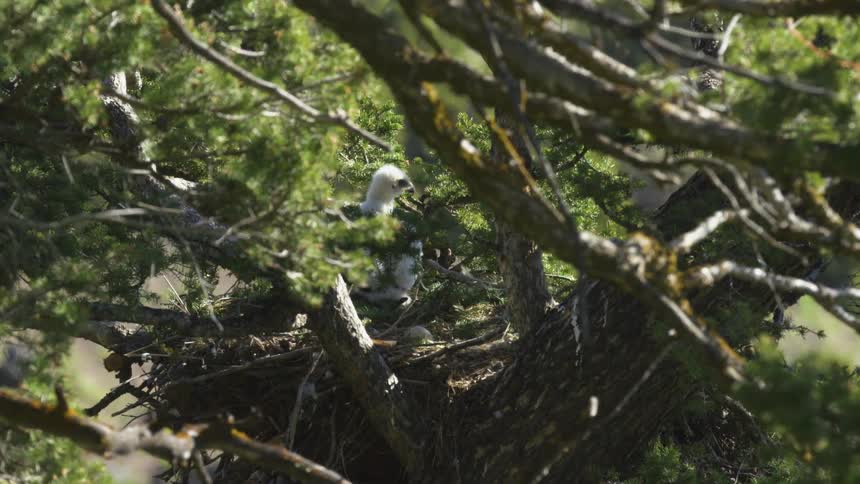 A bird flies away from its nest leaving its baby still sitting inside