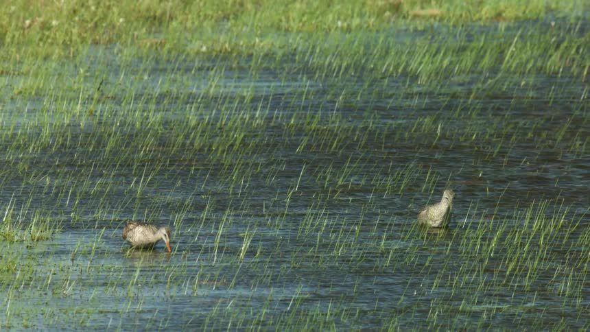 Bids walking in a flooded area among tall grasses
