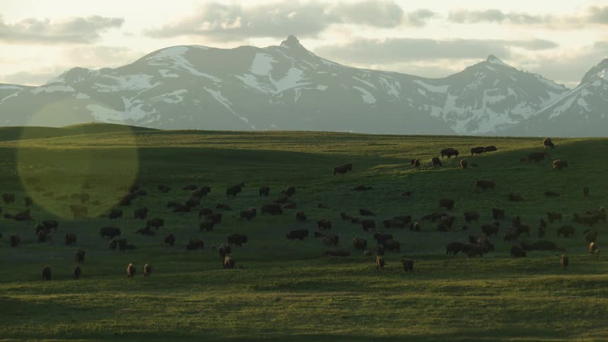 Bison scattered across green hills with snowcovered mountains in the background