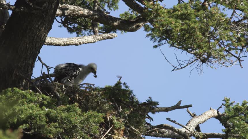 Raptor chick in the nest among high branches under a clear sky