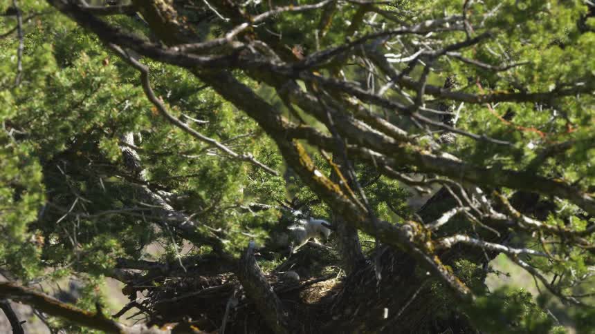 Pale bird moves in its nest on a summer day