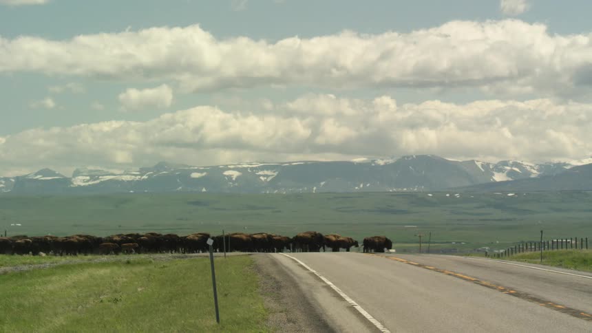 Herd of bison crossing a road with snowcapped mountains in the background