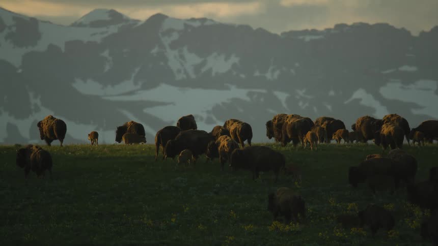 Bison gathered on a green field with snowcovered mountains in the background
