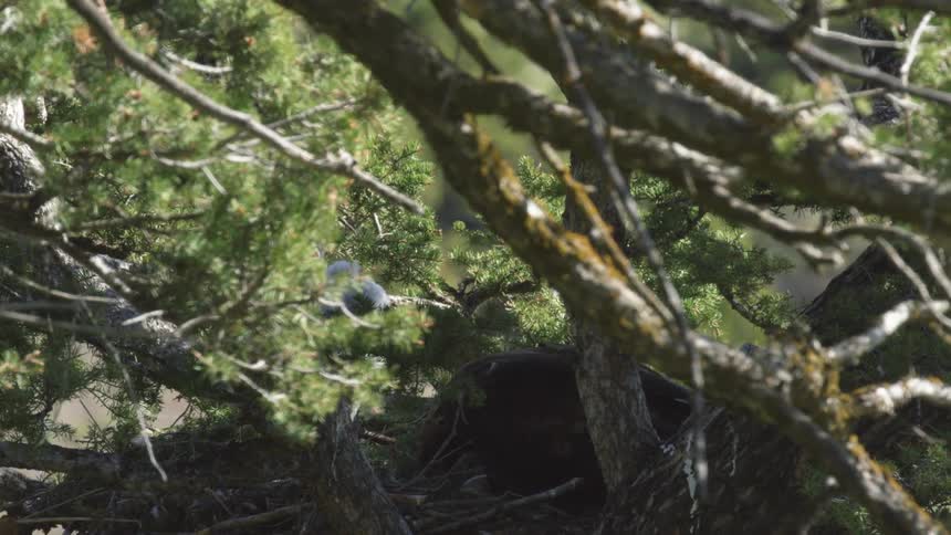 A partially obscured view through pine branches shows an eaglet in a nest next to a dark adult eagle hidden beneath the dense foliage