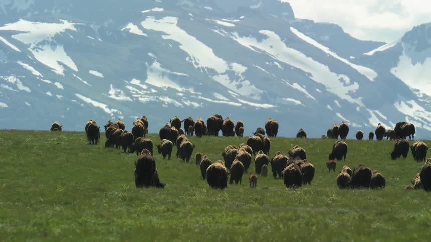A herd of buffalo grazes on the grassland in the jungle at midday with a mountain visible in the distance