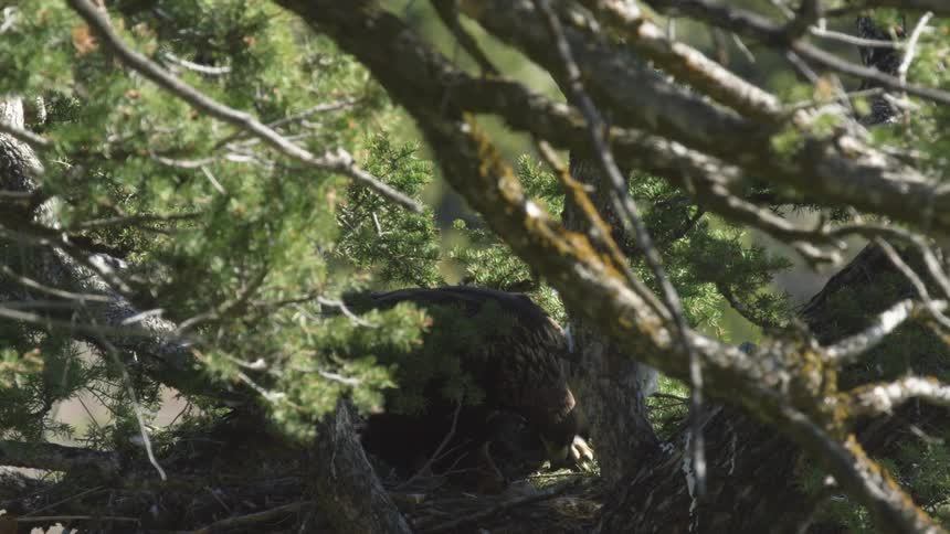 Adult raptor guarding the nest among dense branches