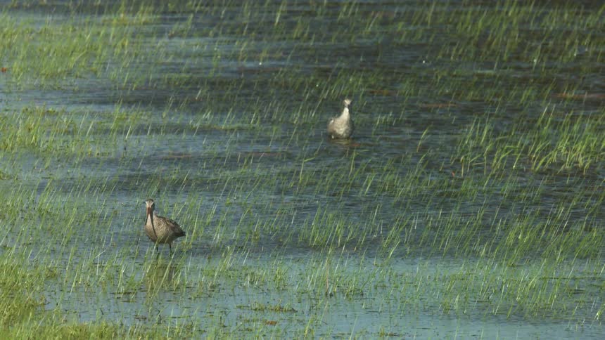 Two birds in a swamp as grass blows in the wind