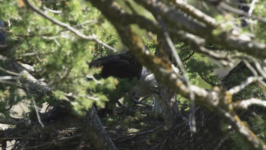 Two eagles perch inside a tree in the jungle at midday searching for food among the branches