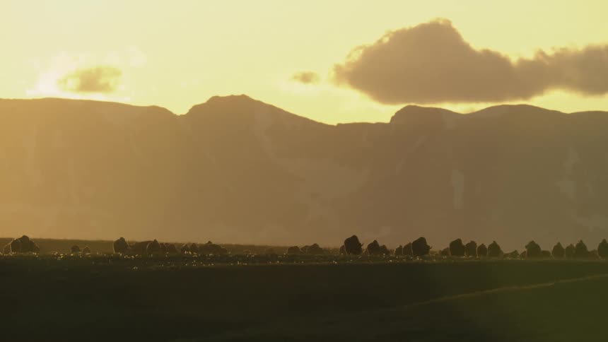 A herd of bison walks in silhouette across a grassy field at sunset with large mountains and a bright golden hazy sky in the background