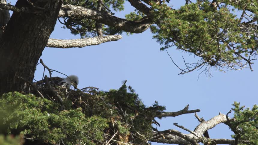 Nest with a bird among tree branches under a blue sky