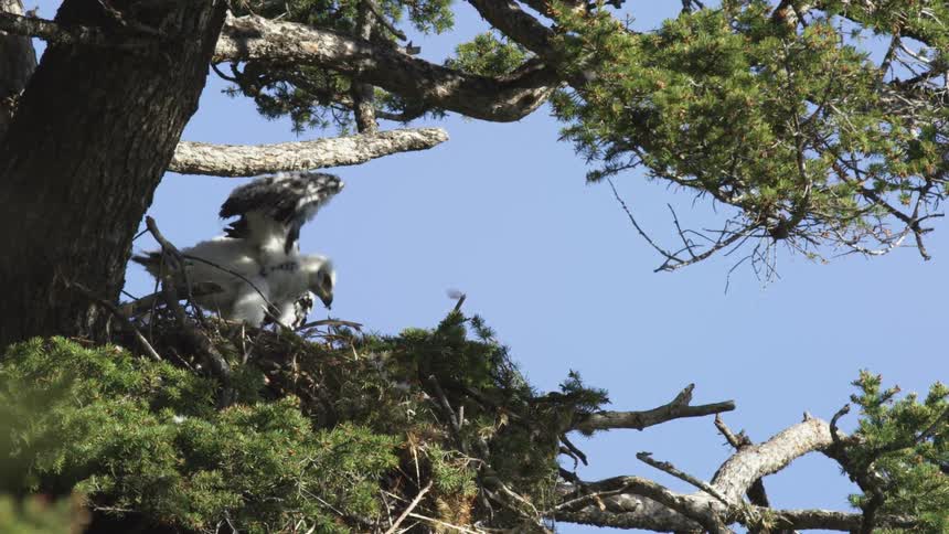 A fluffy white eaglet in a large nest practices flapping its developing wings high up in a pine tree against a bright blue sky