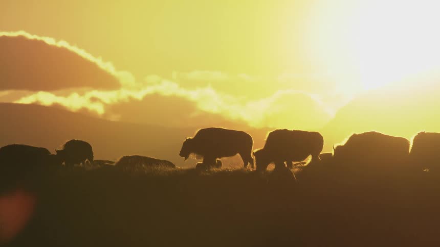 A herd of buffalo grazes in the jungle at sunset with the sky glowing a deep orange