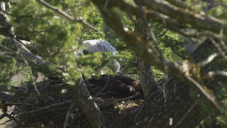 Raptor chick seen in the nest among dense branches