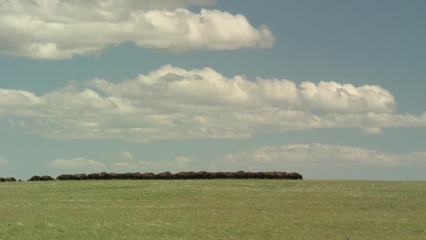 Line of bison moving across the field under a blue sky with wide clouds