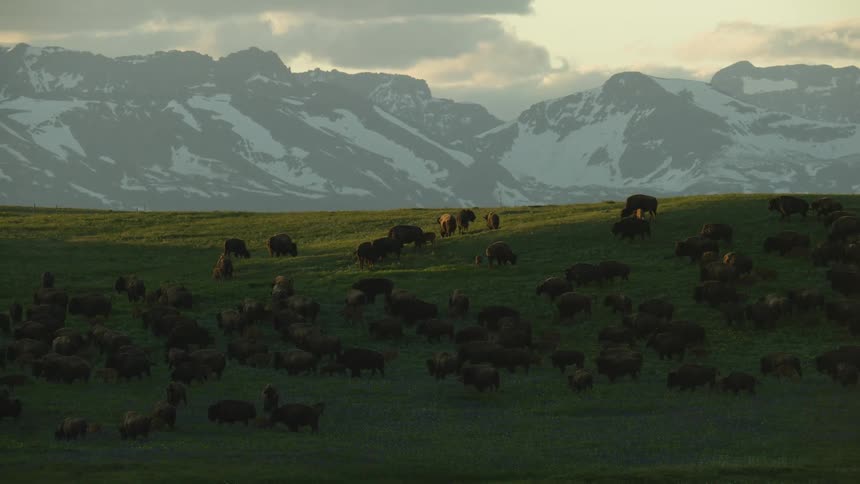 Large group of bison scattered across the field with snowy mountains in the background