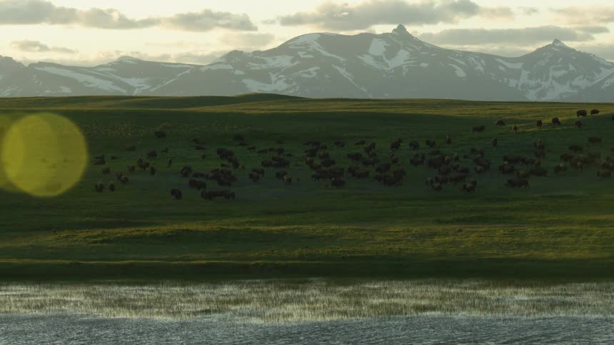 Large group of bison spread across the field near a lake with snowy mountains in the background
