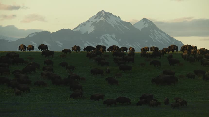 Large concentration of bison grazing in front of snowcovered mountains at dusk