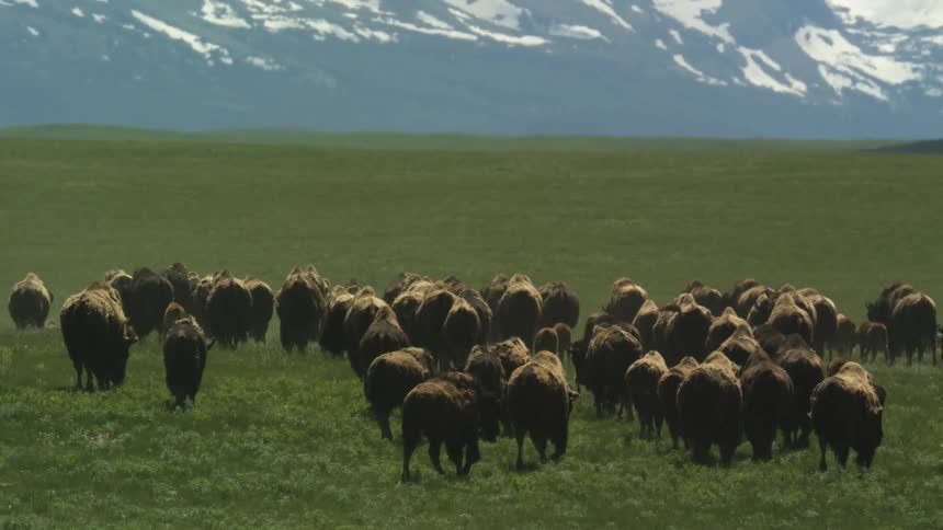 Group of bison walking across open grassland with snowy mountains in the background