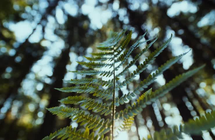 Fern leaf held up to the light in a sunlit forest