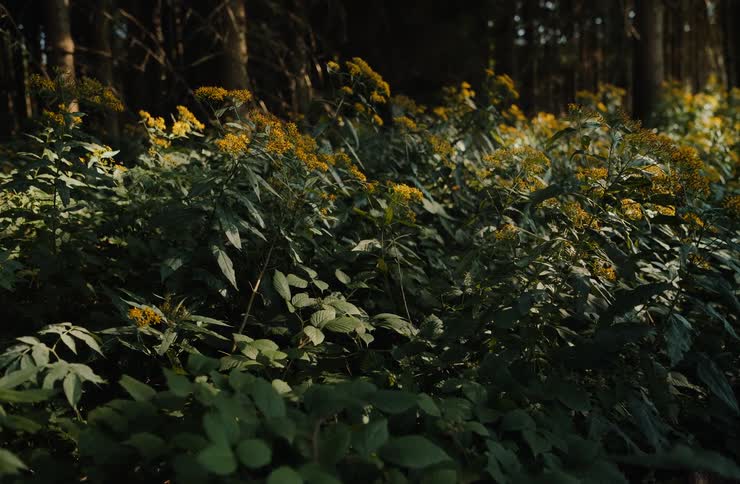 Sunlit yellow wildflowers bloom on the forest floor with trees in the background
