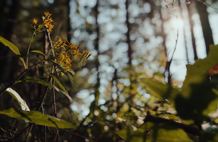 Yellow flowers among leaves in a sunlit forest area
