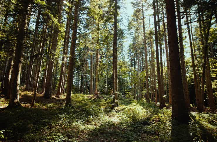 Sunlight shines on trees as a woman walks through the forest