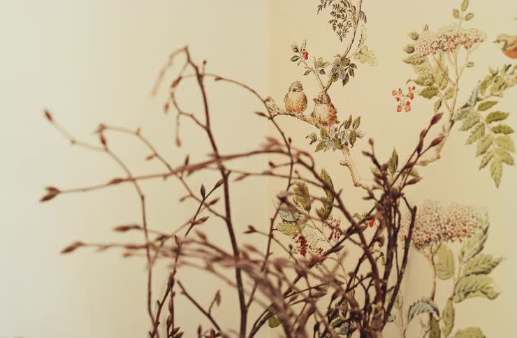 Dry branches in the foreground against a wall with botanical and bird illustrations