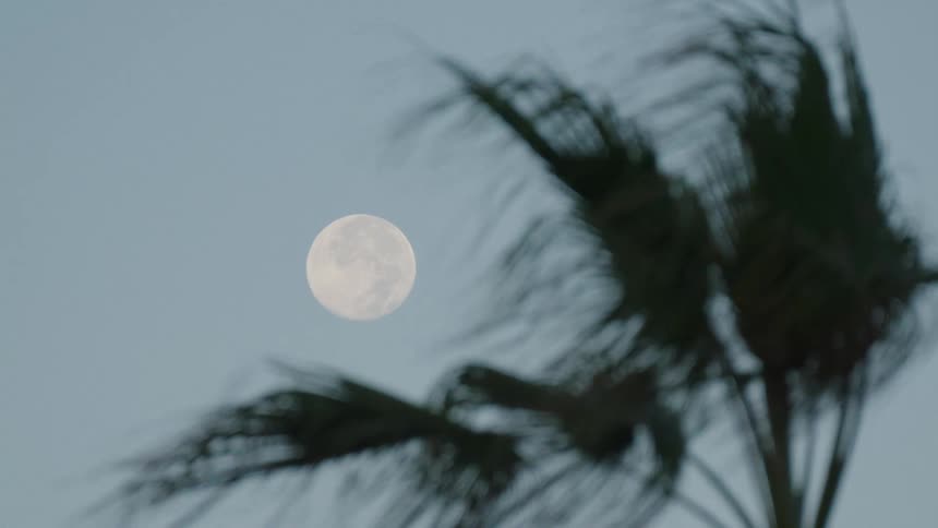 Full moon in focus with blurred palm fronds silhouetted at dusk
