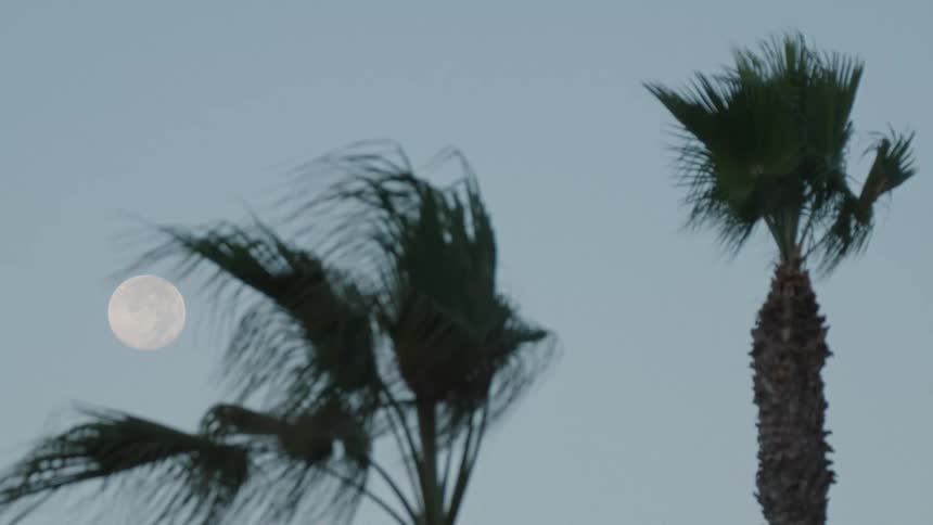 A full moon rises in a pale sky above two palm trees at dusk