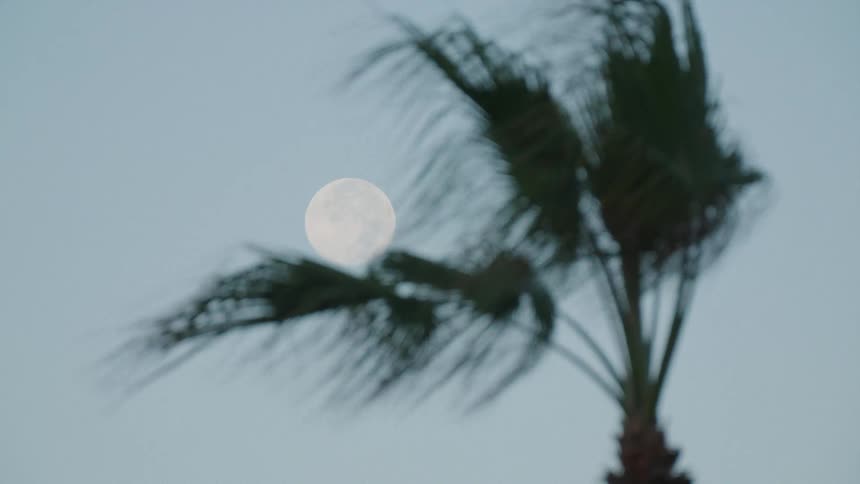 Full moon rises behind windblown palm in clear and serene sky