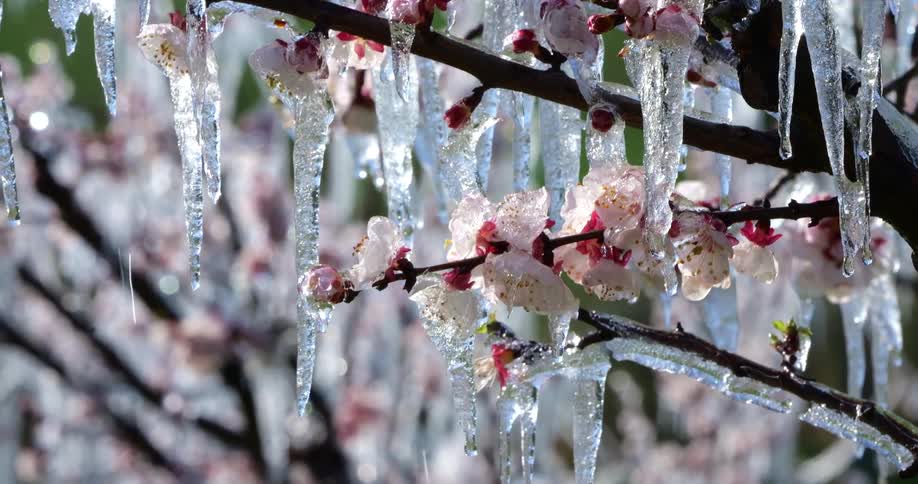 Flowering branches covered with icicles