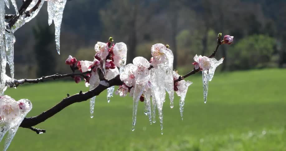 Flowering branch coated with layers of ice over a green field