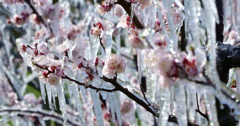 Icicles hanging from a frozen flowering tree melt during the daytime