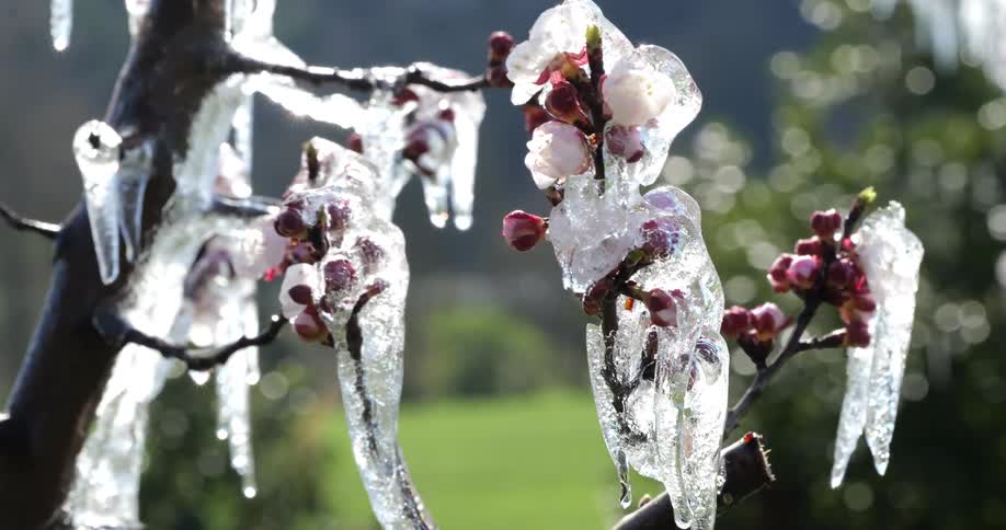 Flowers and buds covered by layers of ice on a tree branch