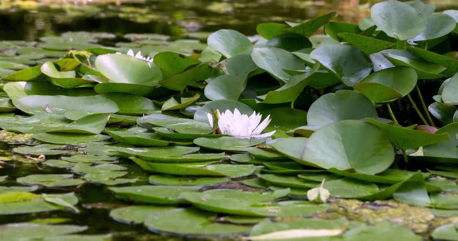 Time lapse of a batch of lily pads on a lake with waterlilies